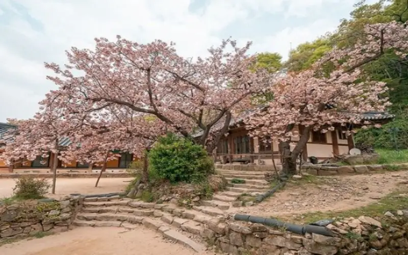 개심사 청벚꽃 개화시기 겹벚꽃 명소_8