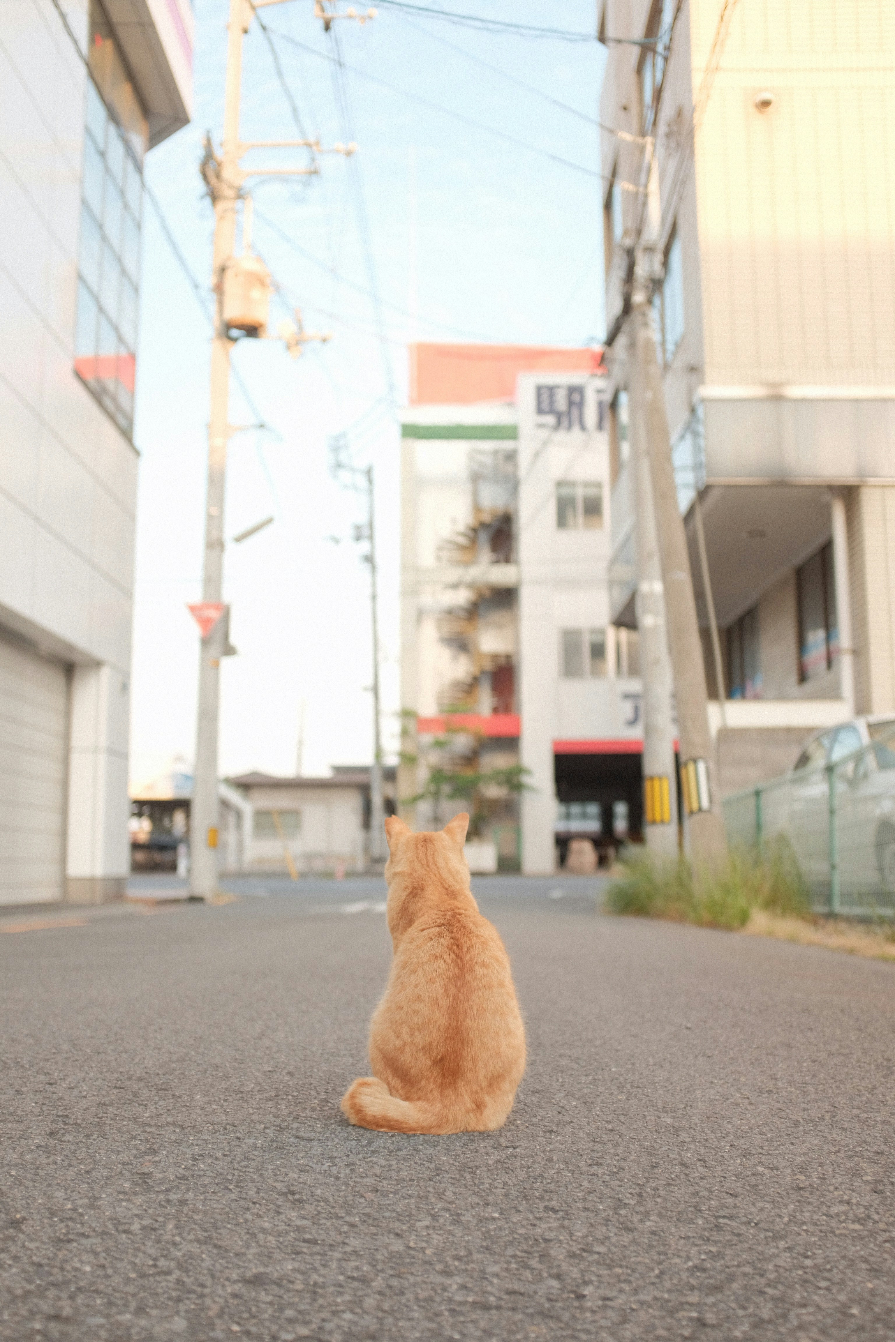 길냥이 급식소 설치 기준 총정리! 허용 지역과 주의사항은?