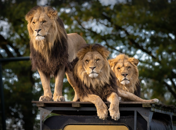 사자 나무에 오르는 꿈