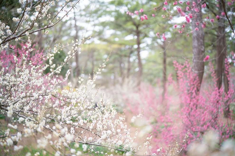 한림공원 부겐빌레아 축제