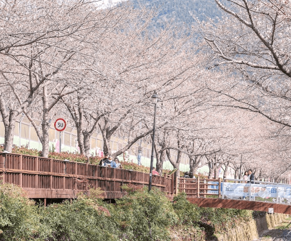 진해 군항제 벚꽃 축제