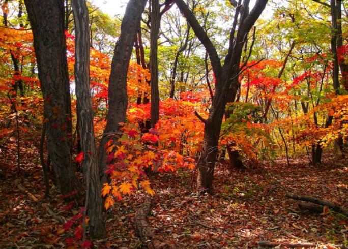 2025 충청도 단풍 명산 코스 추천 ❘ 월악산·계룡산·속리산 절정 시기