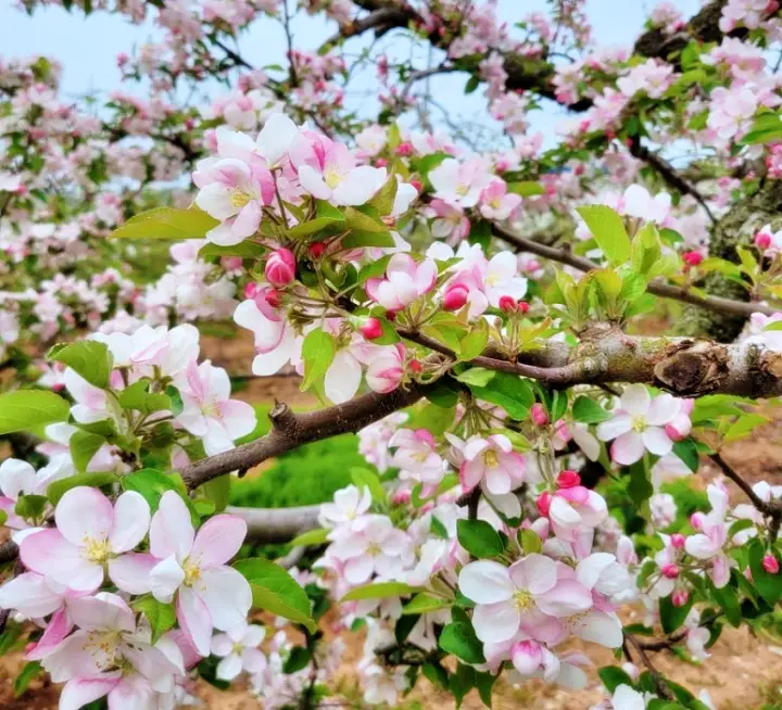 생방송오늘저녁 전북 김제 여행 추천 배꽃 배밭 사과꽃 축제 사과밭 플룻부는 신나는농부