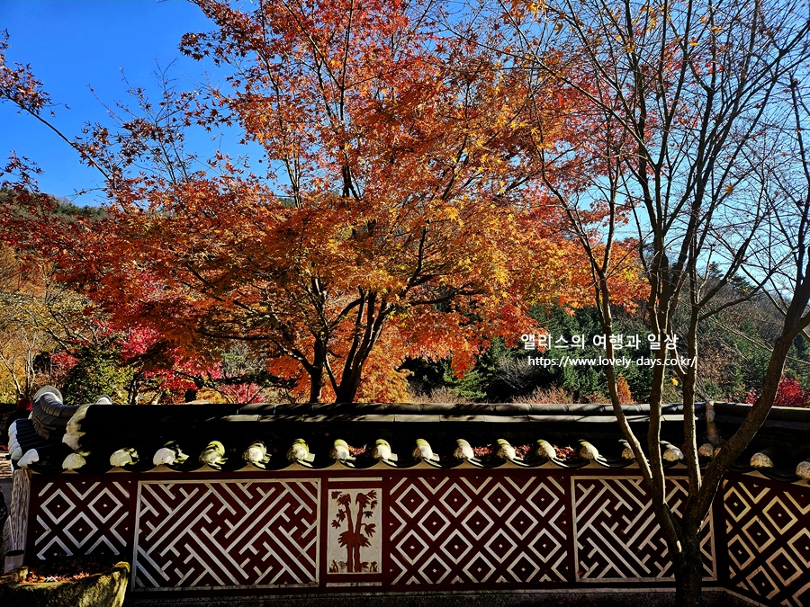 2025 화담숲 마지막 가을 단풍 화담채 분재 즐기기