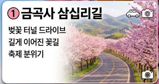 강진 벚꽃