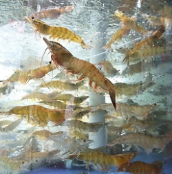 생방송 투데이 홍성 남당항대하축제 광천토굴새우젓 대축제 바비큐페스티벌