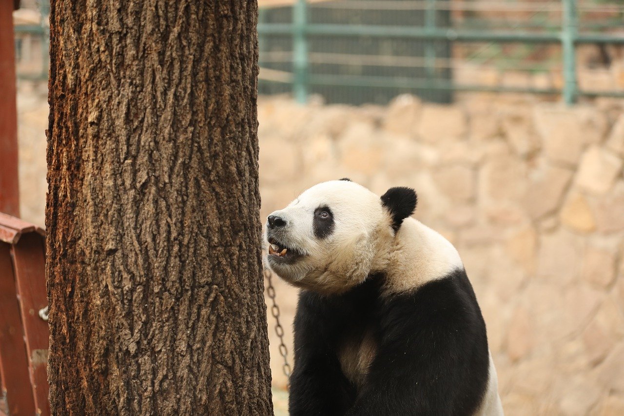 푸바오 동생 이름&amp;#44; 투표결과 바로보기