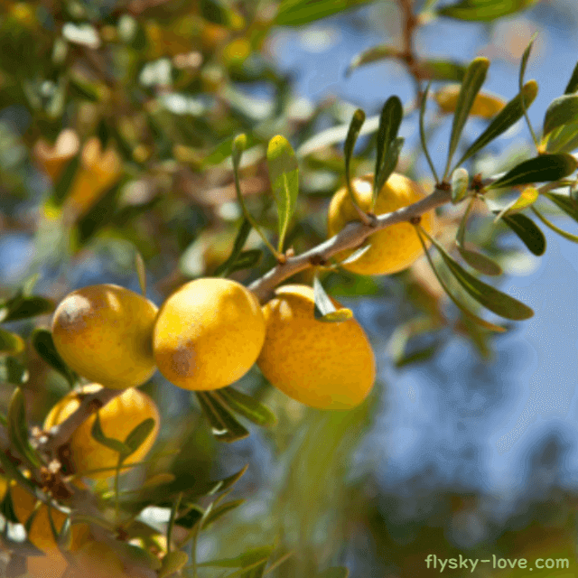 피부 모발 건강에 좋은 아르간 오일