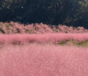 가을여행 단풍 기차여행 추천