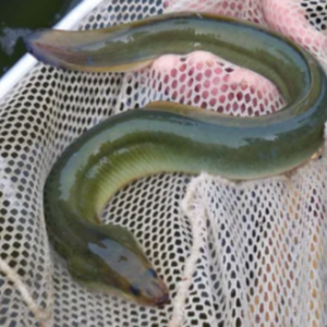 6월-제철-해산물-장어