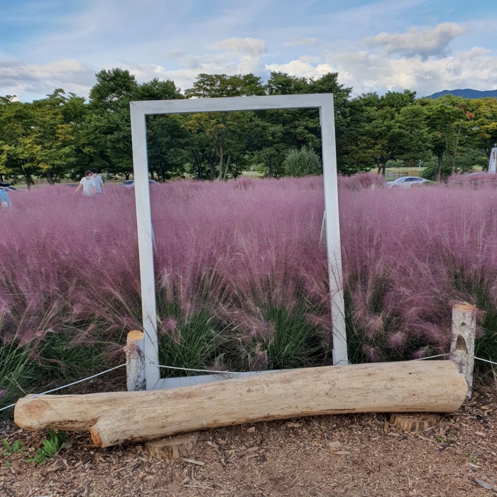 핑크뮬리 포토존