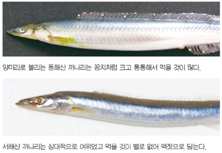 양미리와-까나리의-생김새-차이