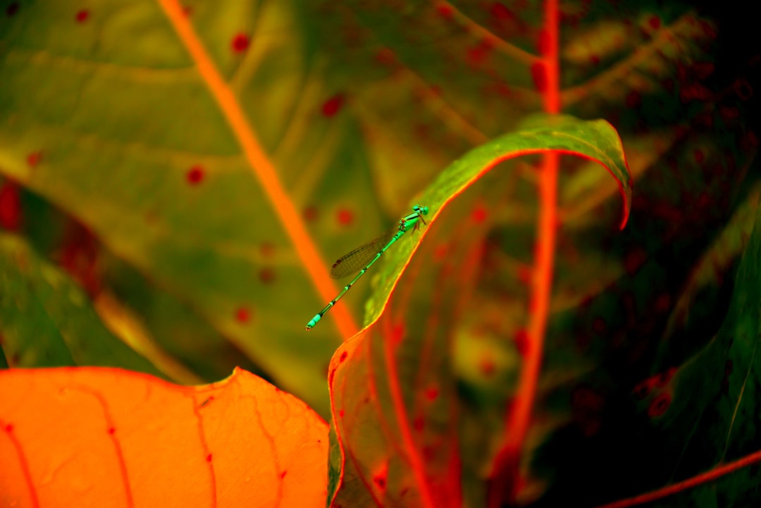 Renewal