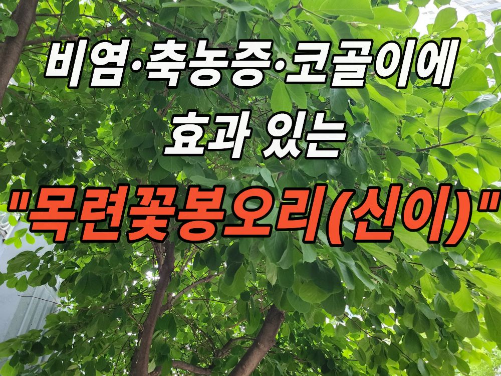 아파트 화단의 목련나무