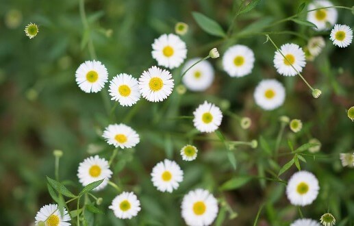 제주 한림공원 수선화 축제가 23년 1월 21일부터 2월 19일까지 제12회 수선화축제를 개최합니다. 1월부터 12월까지 365일 꽃을 관람할 수 있고 테마 별로 공간도 있어서 볼 거리가 많습니다.