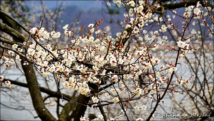 원동매하화 순매원
부산근교 원동매하화 순매원