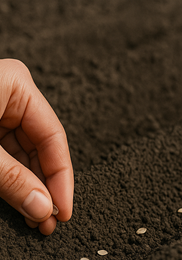 가을당근 파종시기