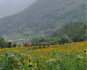 태백 해바라기 축제_5