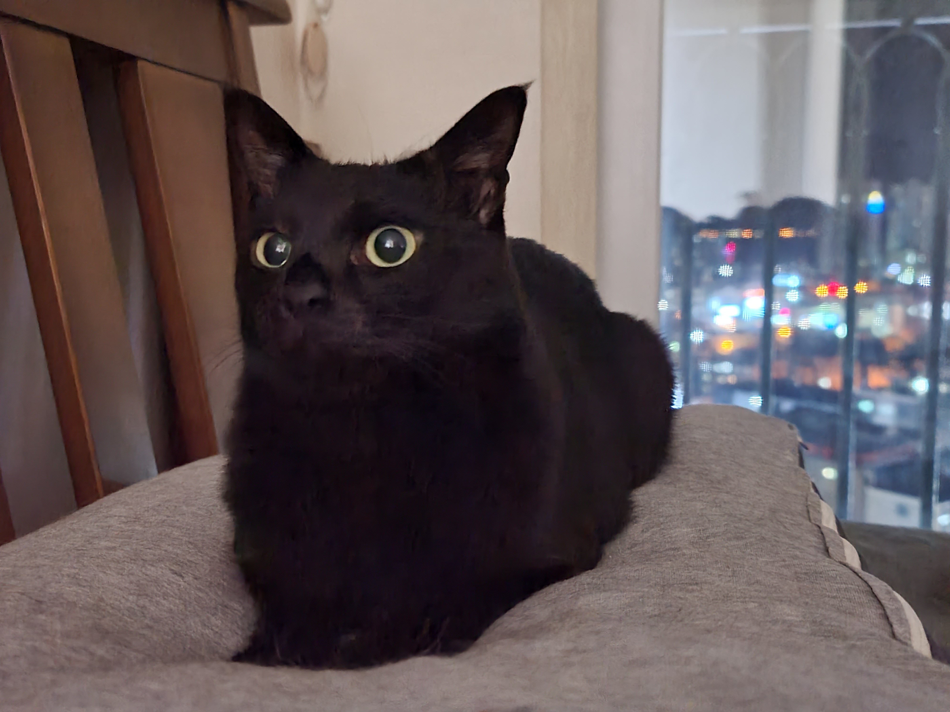 아홉마리 고양이를 한컷에 담기는 너무 어렵다. 아홉마리 고양이들 성격.