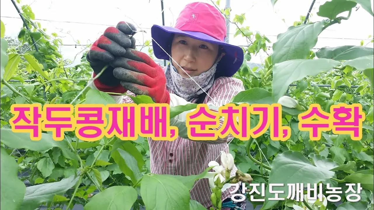 작두콩 재배 지지대 설치 덩굴 유인 건조 보관_4