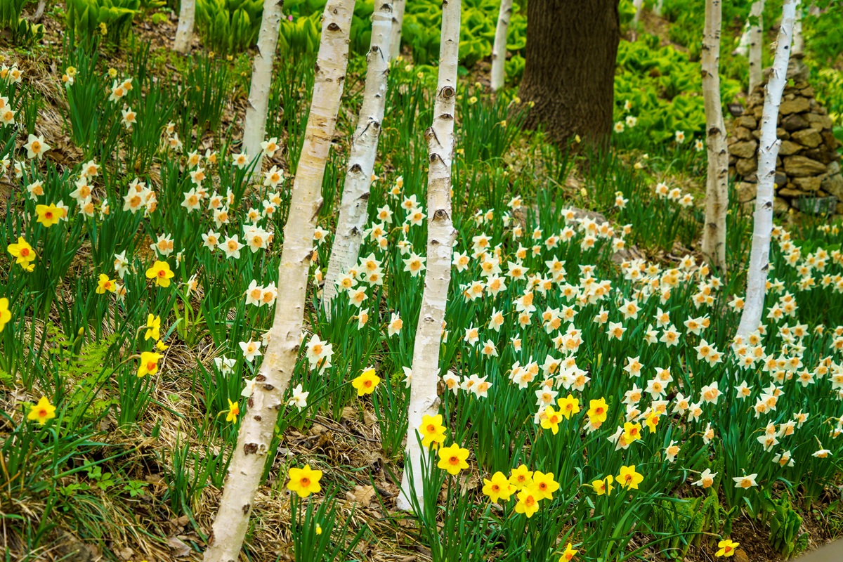 화담숲 수선화 봄 풍경 전경