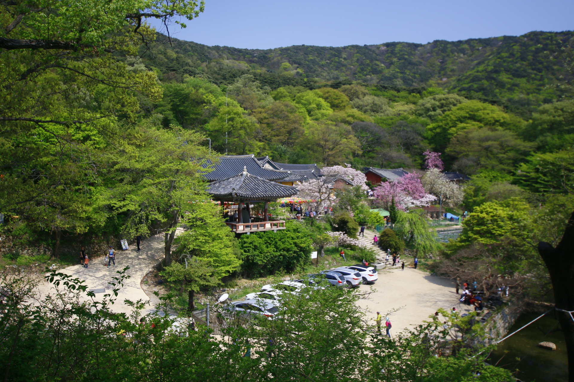 [4월 봄꽃 여행]서산 개심사 겹벚꽃&middot;청벚꽃 여행기❘벚꽃 개화 상황, 아직은 시작, 그러나 곧 절정