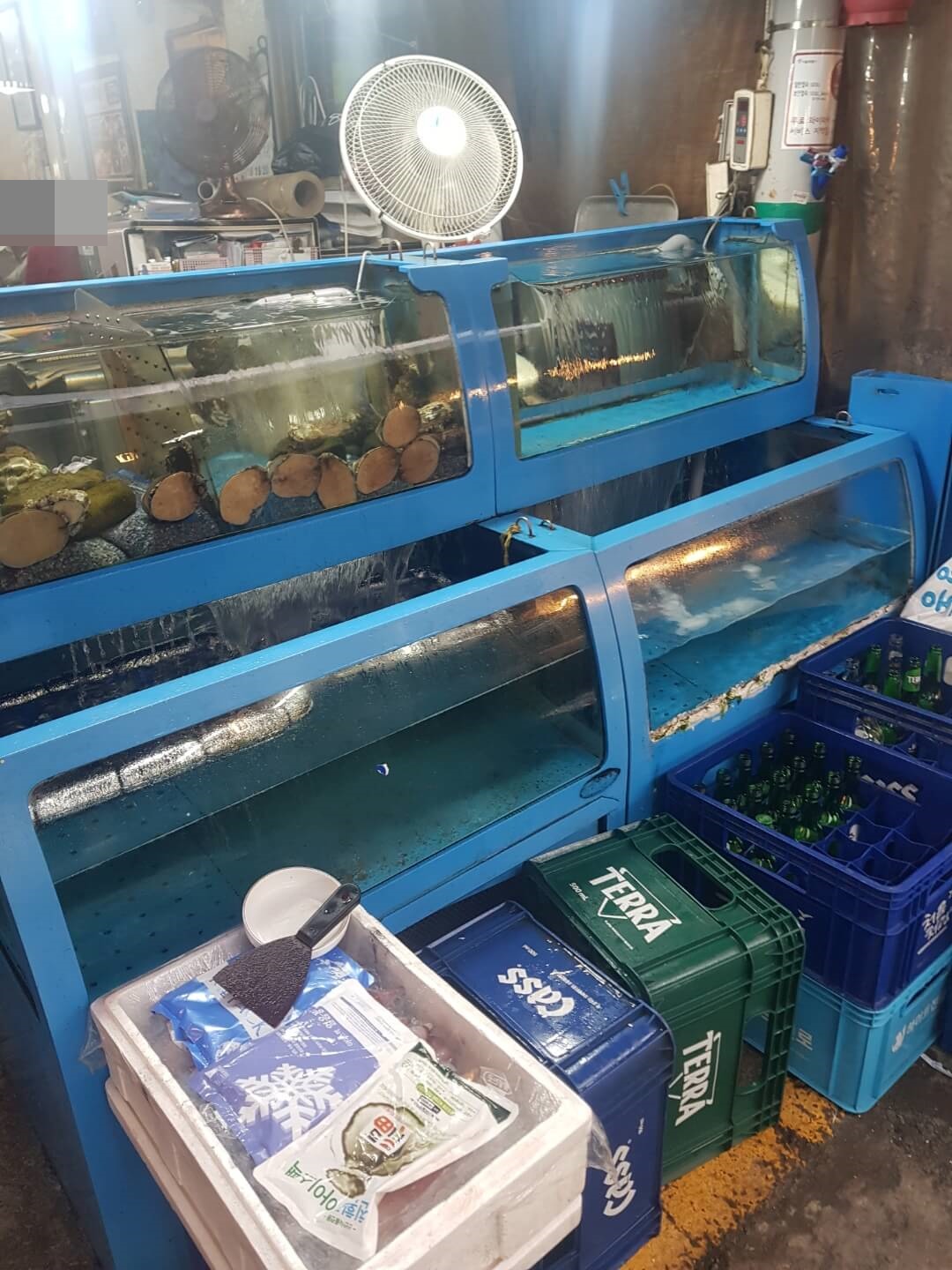 강동구 둔촌동역 맛집 제주도 아줌마네집 리뷰 전복 물회 맛집