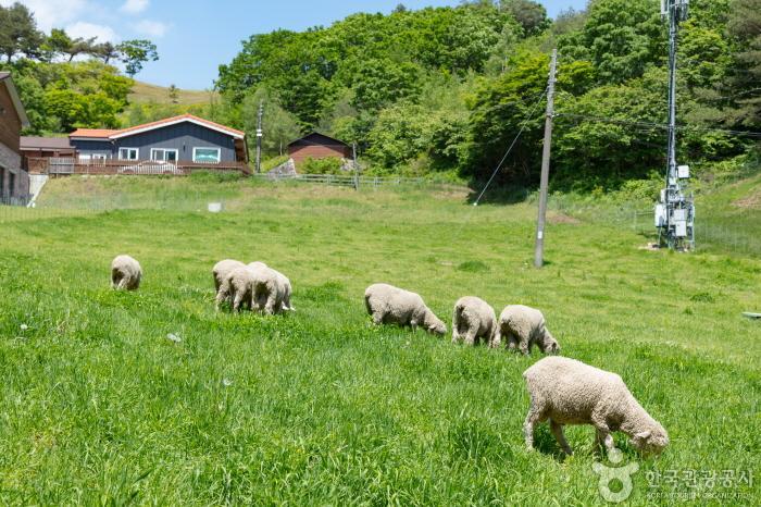 강릉 가볼만한 곳 BEST 10