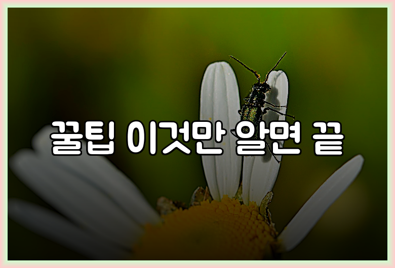꿀팁 이것만 알면 끝