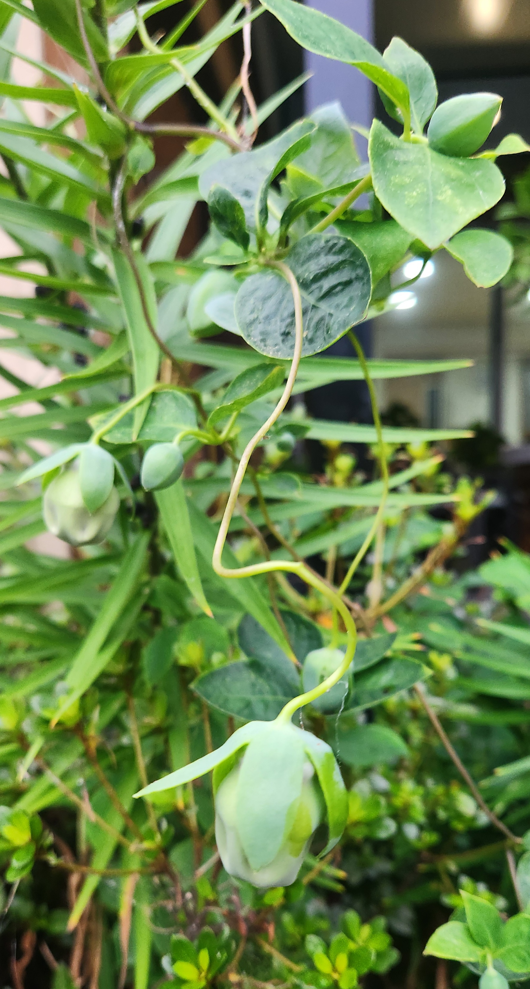 더덕꽃봉우리가 맺힌 모습