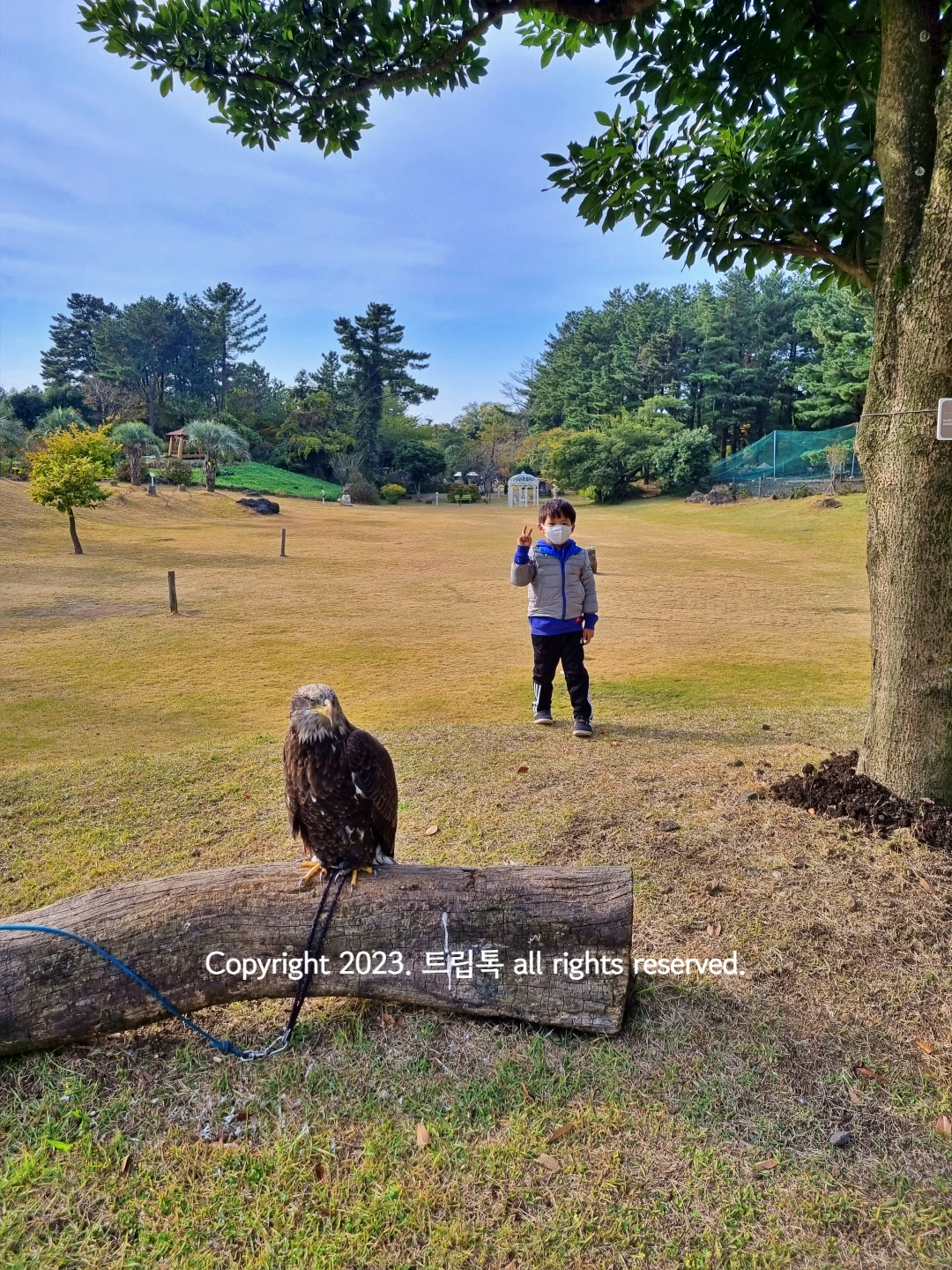 나무에 앉아 있는 독수리와 아이