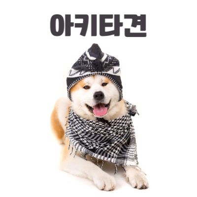 아키타견 이미지