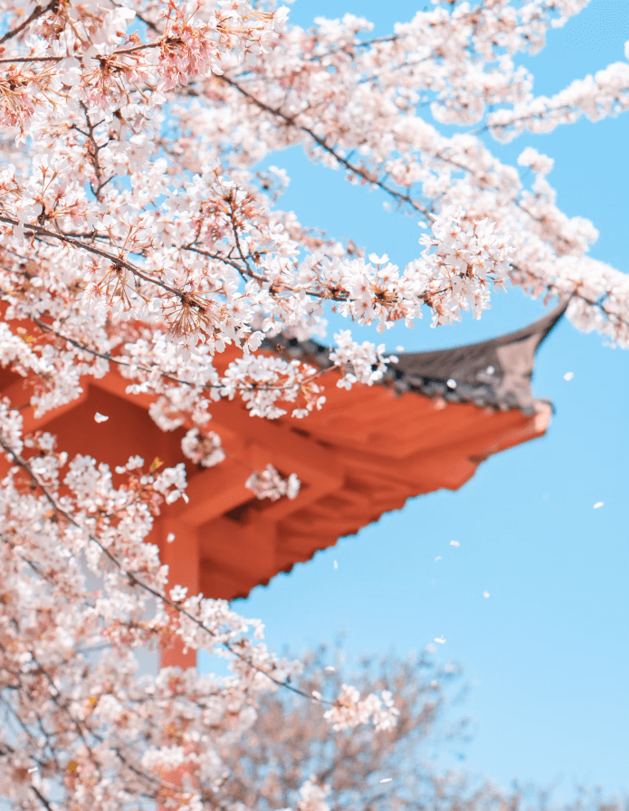 제주도 축제