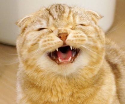 고양이가 싫어하는 냄새