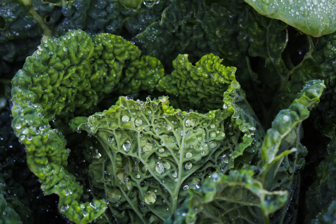 Cabbage