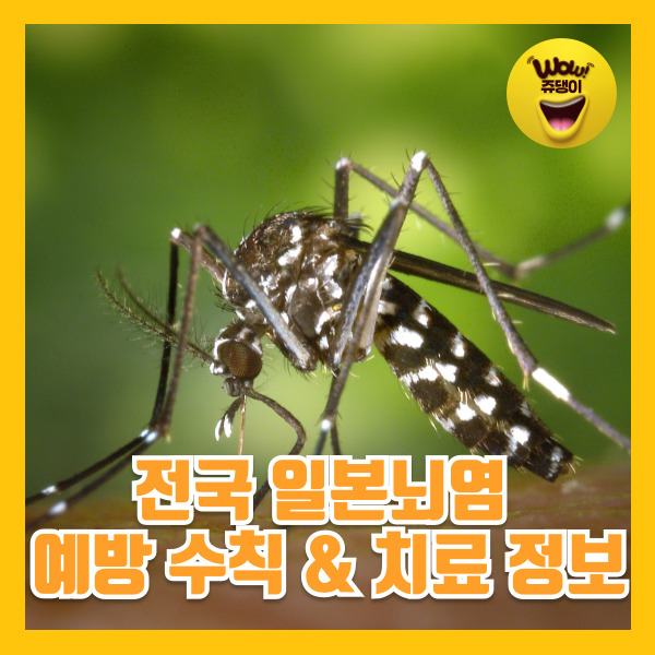 전국 일본뇌염 경보 뇌염모기 증상 치료 예방수칙 정보
