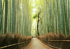 아라시야마의 대나무 숲