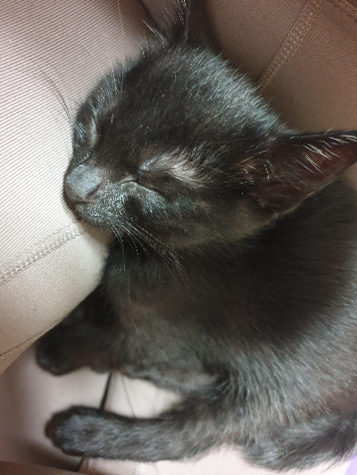 다묘 가정 고양이 함께 키우기, 세 마리 생활관리 방법