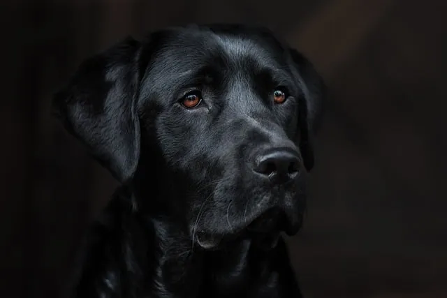 래브라도 리트리버 분양 가격 성격 장단점_1