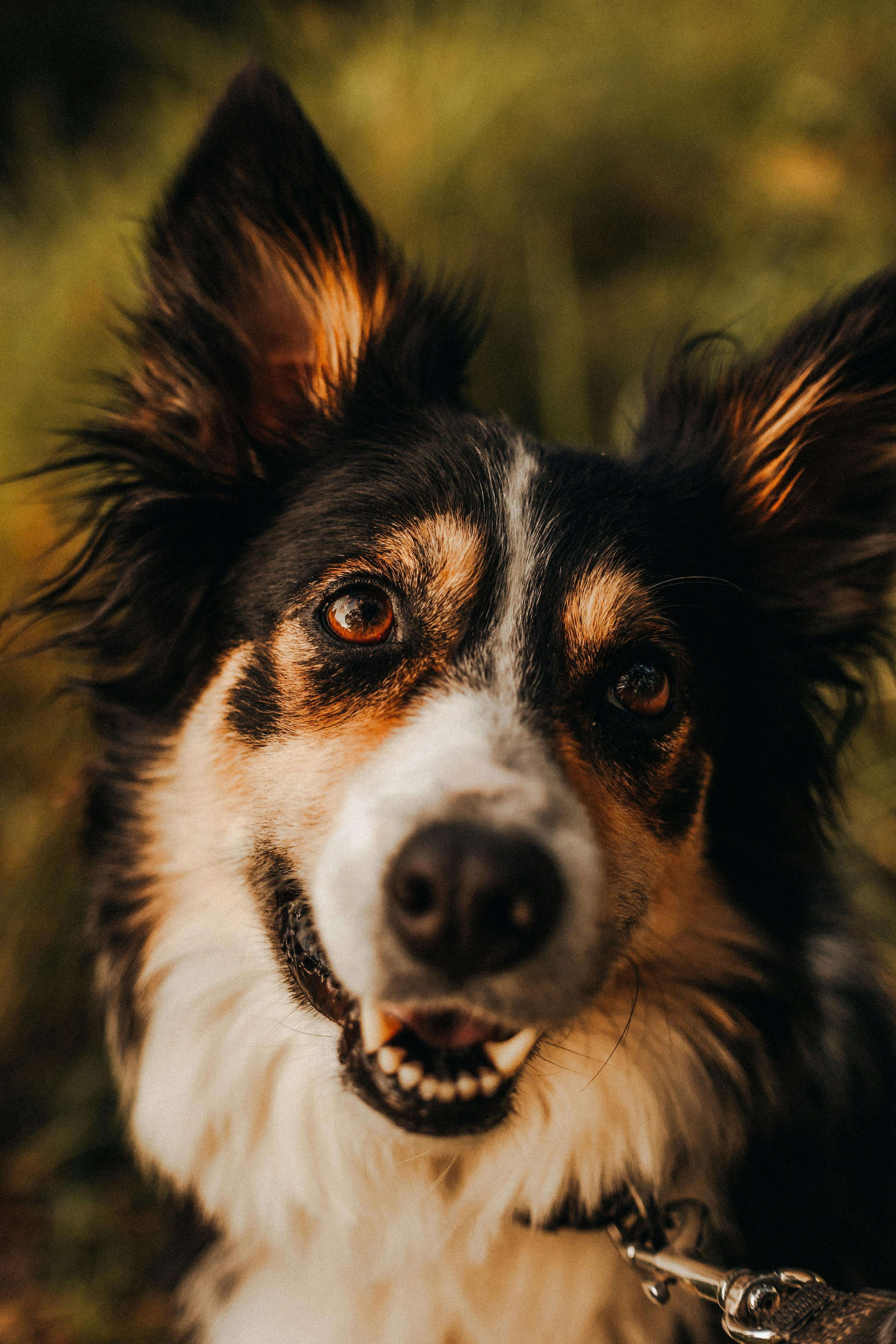 반려견 치과&middot;스케일링 비용 분석 (2025년 평균 단가 &amp; 보험 보장 범위)