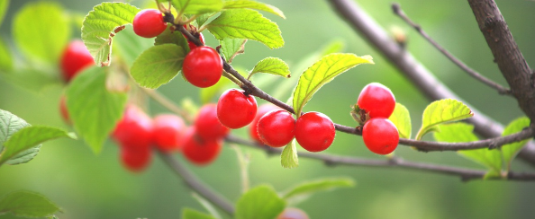 앵두 효능 총정리, 피부부터 혈관까지 건강을 지키는 새콤달콤한 과일 (이미지 픽사베이)