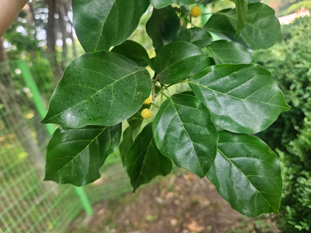 꾸지뽕나무 잎1