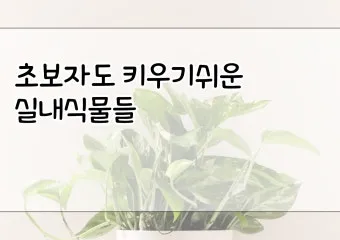 실내식물 초보 체크리스트 물주기 빛 습도 분갈이 한눈에 정리_6