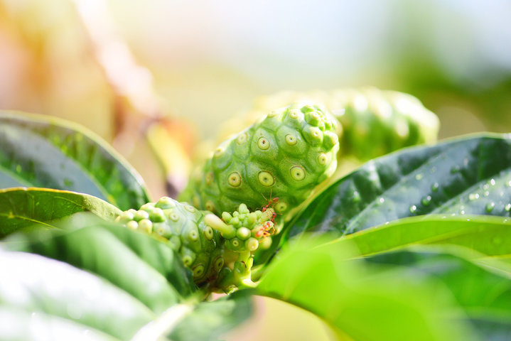 노니 효능 및 부작용 알아보기