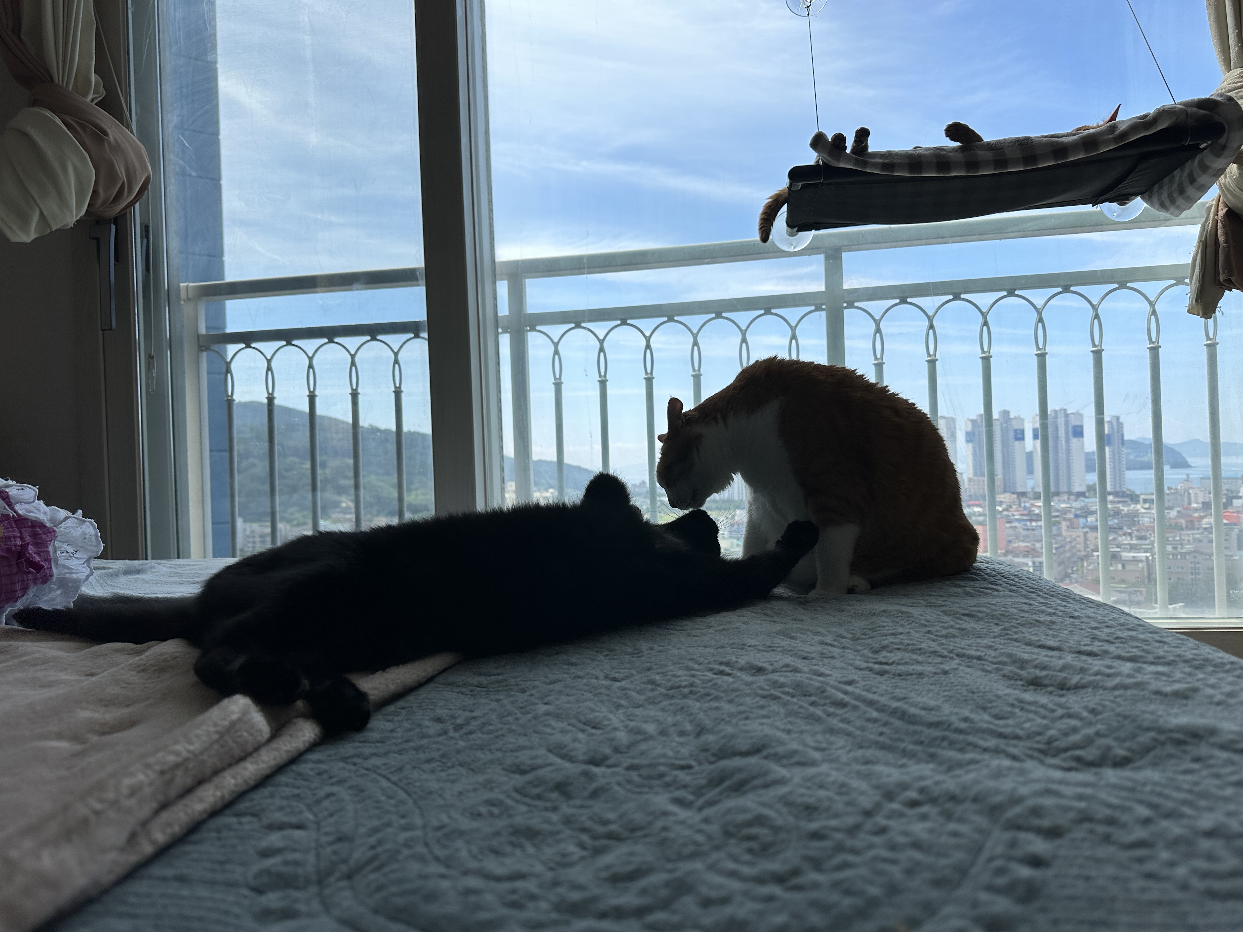 칭얼대는_건이한테_호야가_그루밍을_해준다