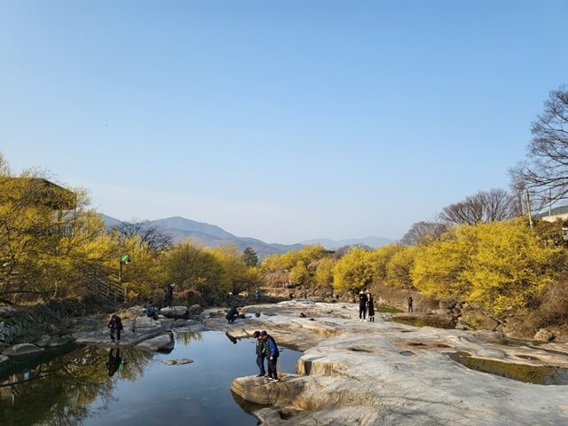 반곡마을 서시천의 최고의 산수유 포토존