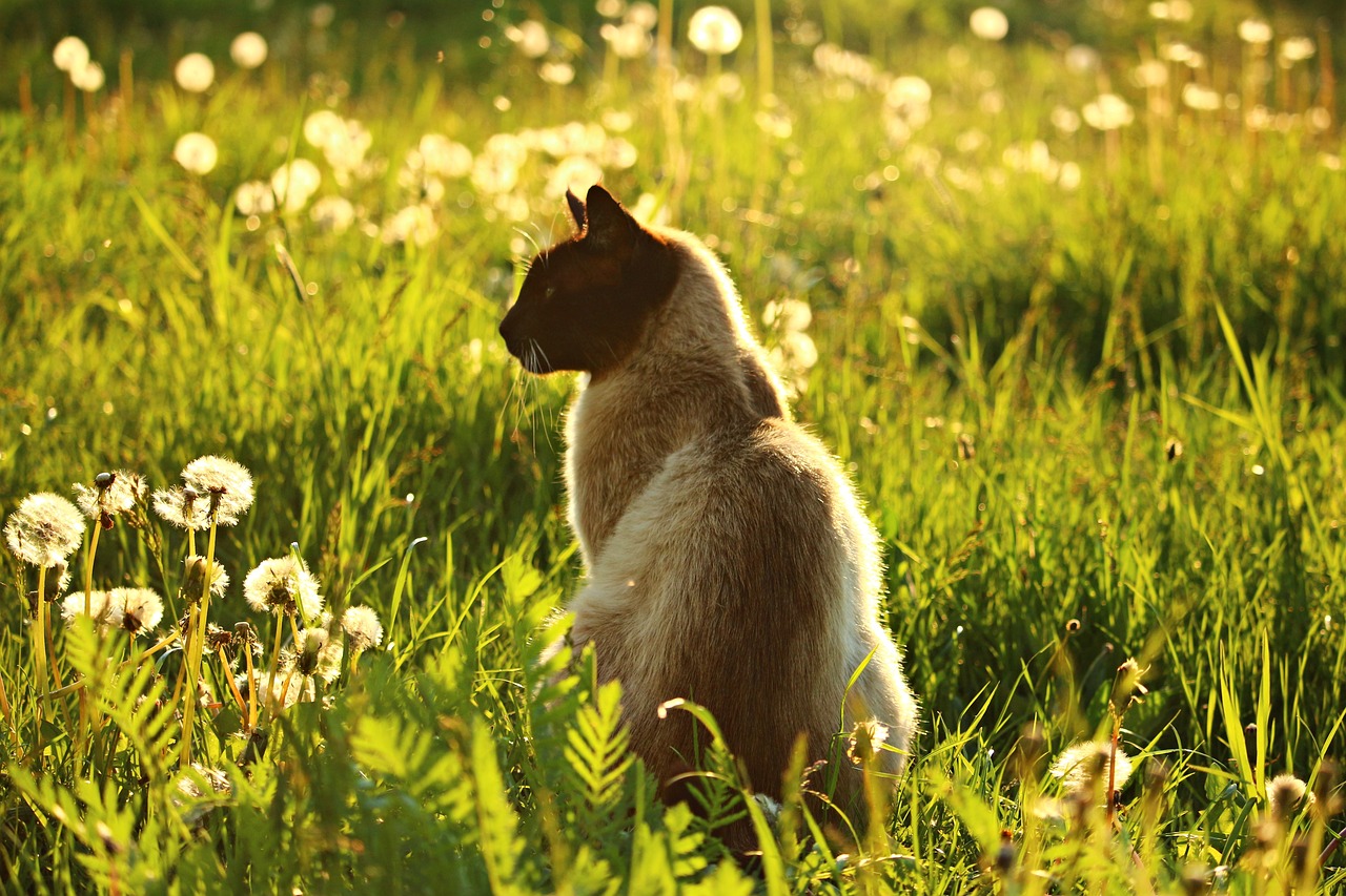 Siamese5