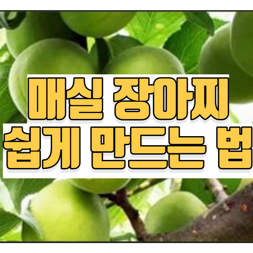 매실 장아찌 쉽게 담그는법
