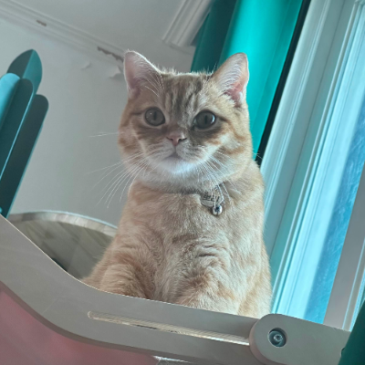 고양이 개미약 섭취