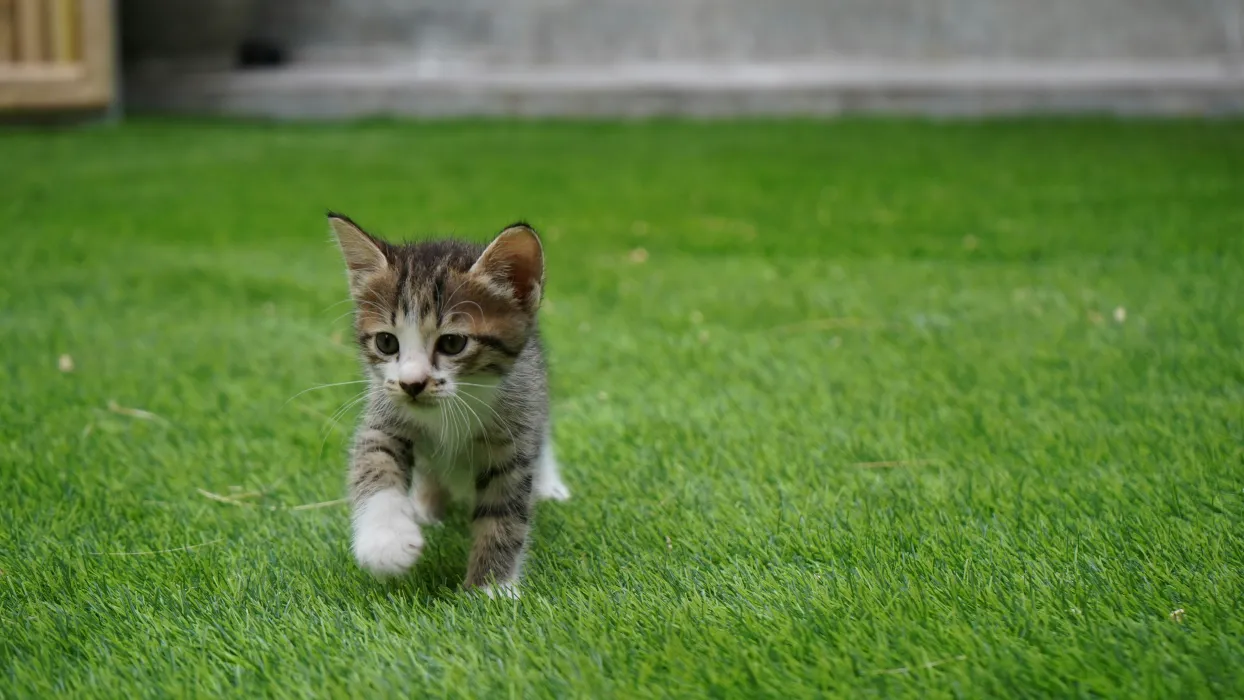인조잔디-시공-방법-관련-사진